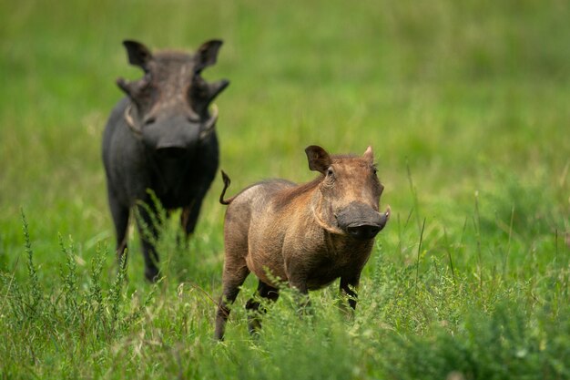 Foto twee gewone wrattenvarkens staan in het lange gras.