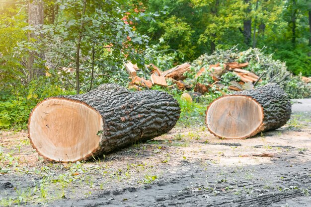 Twee gezaagde boomstammen aan de rand van het bos, kappen.