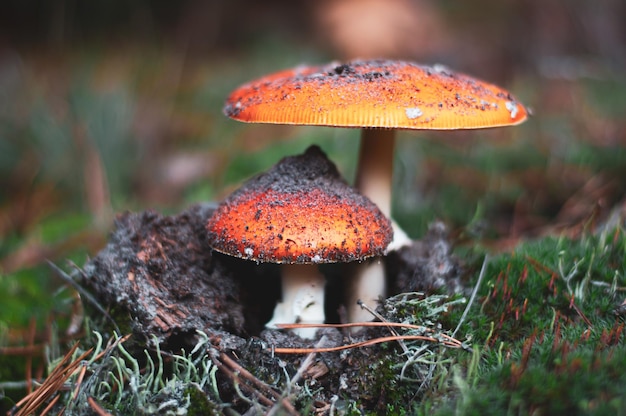 Twee giftige paddenstoelen, macrofotografie van de vliegenzwam