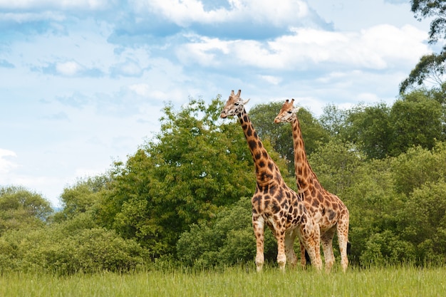 Twee giraffen in een gebied van groen gras en blauwe lucht met wolken