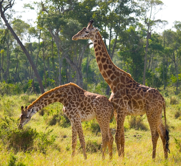 Twee giraffen in savanne.