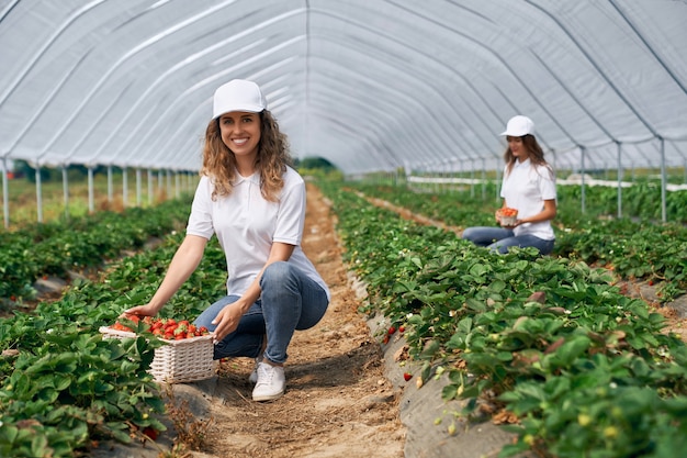 Twee glimlachende vrouwen oogsten aardbeien
