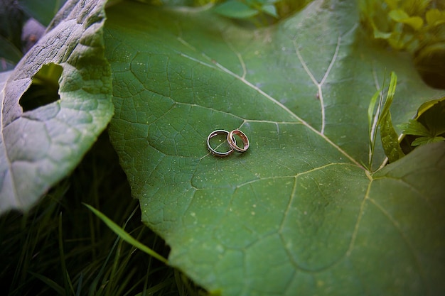 Foto twee gouden trouwringen liggen op bladeren plant