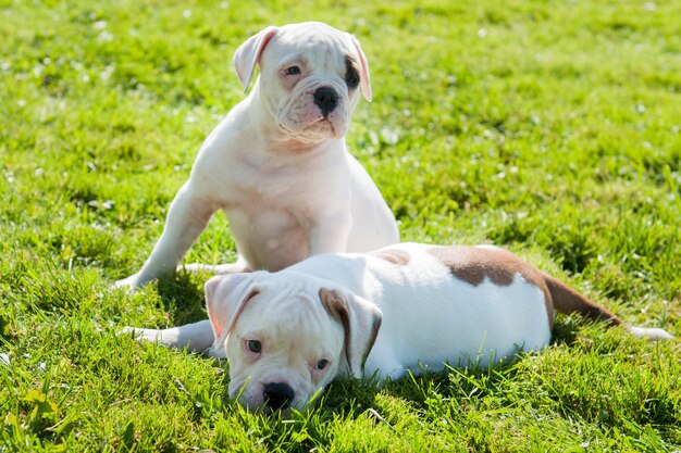Twee grappige Amerikaanse Bulldog-puppy's spelen