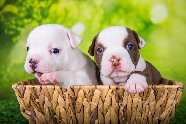 Twee grappige Amerikaanse Bullies-puppy's op groene achtergrond