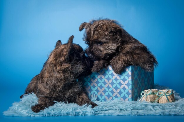 Twee grappige Cairn Terrier-puppy's met gestroomde vacht kussen elkaar in een geschenkdoos geïsoleerd op blauwe achtergrond