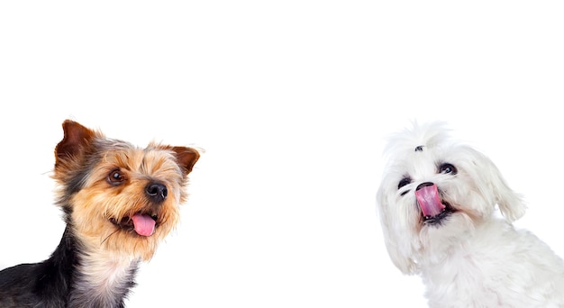 Twee grappige en verschillende honden geïsoleerd op een witte achtergrond