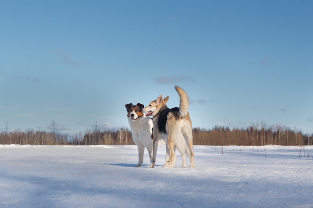 Twee grappige honden die samen spelen op het wintersneeuwveld, buitenshuis.