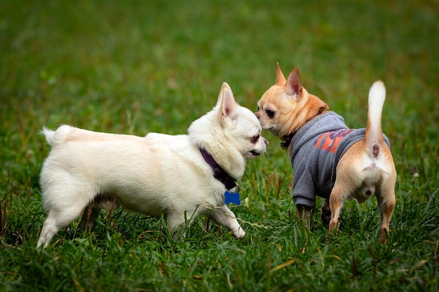 Twee grappige honden van het ras chihuahua close-up op de achtergrond van een groen veld.