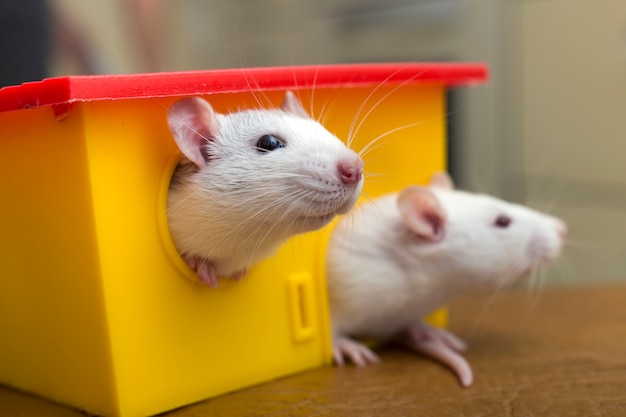 Twee grappige huisdierenratten en een speelgoedhuis.