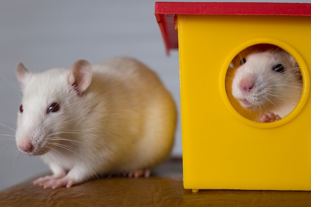 Twee grappige huisdierenratten en een speelgoedhuis.