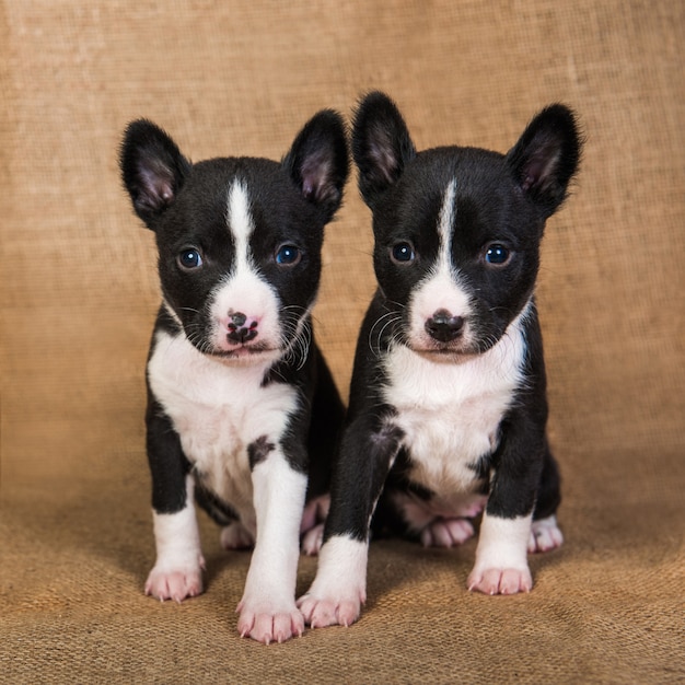 Foto twee grappige kleine baby's basenji puppies honden op sackcloth achtergrond, wenskaart