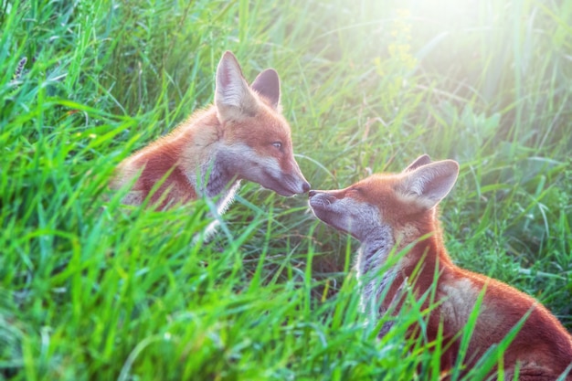 Twee grappige kleine vospuppies spelen op groene weide in de ochtendzon