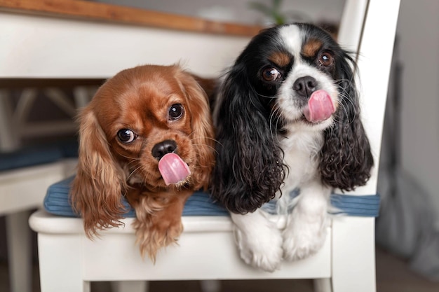 Twee grappige likkende honden die op de witte stoel liggen