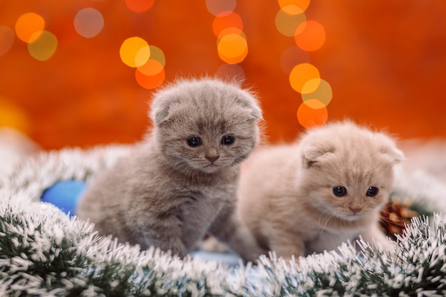 Twee grappige Schotse katjes op de glanzende achtergrond