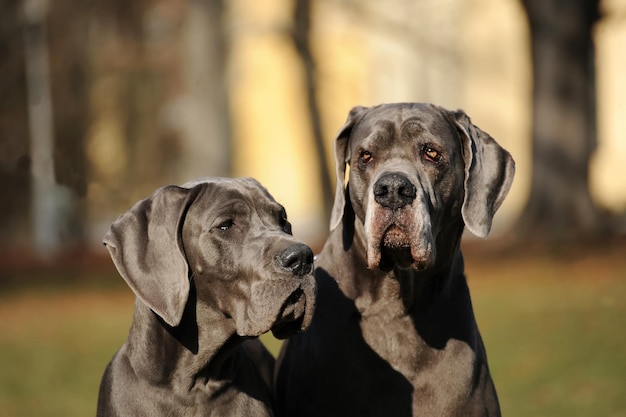Twee Great Dane-honden van zuiver ras