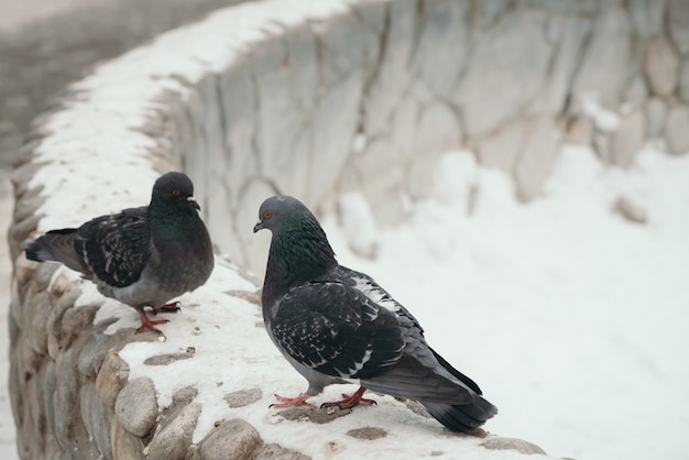 Twee grijze duiven tegenover elkaar op ronde hek in park in de winter