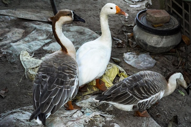 Twee grijze en een witte gans lopen in de hoektuin Anser Anser