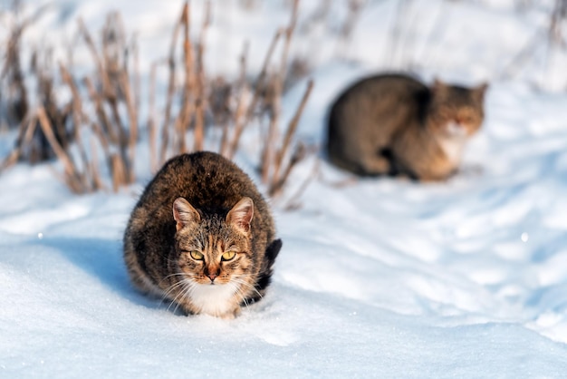 Twee grijze katten in de sneeuw