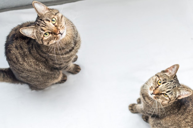 Twee grijze mooie katten zitten portret op een witte achtergrond