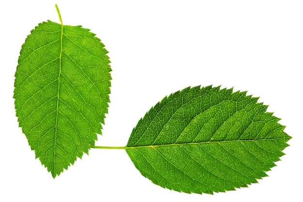 Twee groen blad geïsoleerd op een witte achtergrond.