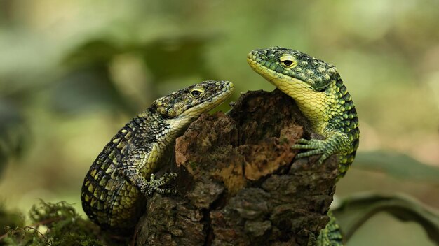 Twee groene hagedissen zitten op een boom in het bos