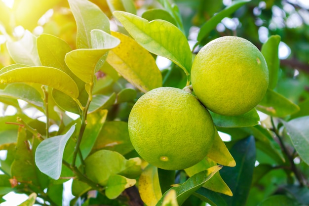 Twee groene jonge grapefruits in de boom