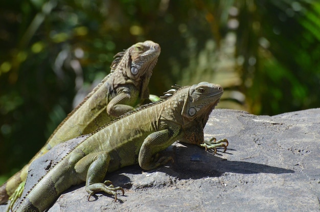 Twee groene leguanen met lange klauwen samen op een rots.