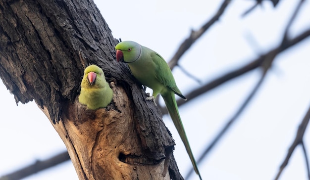 Twee groene parkieten zitten op een boomtak.