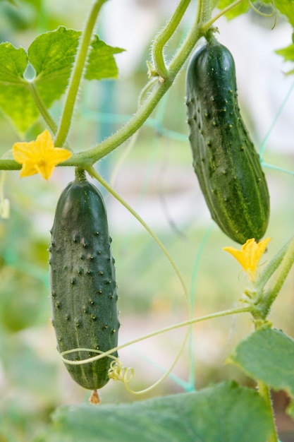 Twee groene rijpe komkommers op een struik met bloem en bladeren. Komkommers groeien in de tuin.