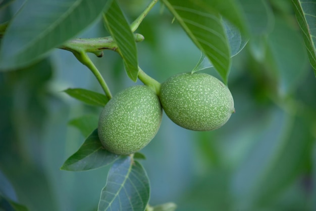 Twee groene walnoten close-up groeien op een boom