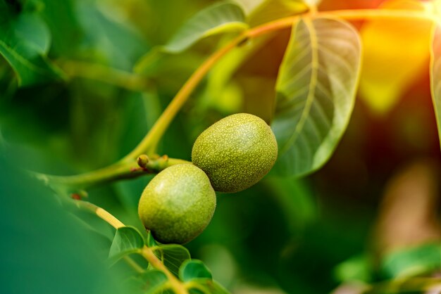 Twee groene walnoten rijpen op de boom in de zomer