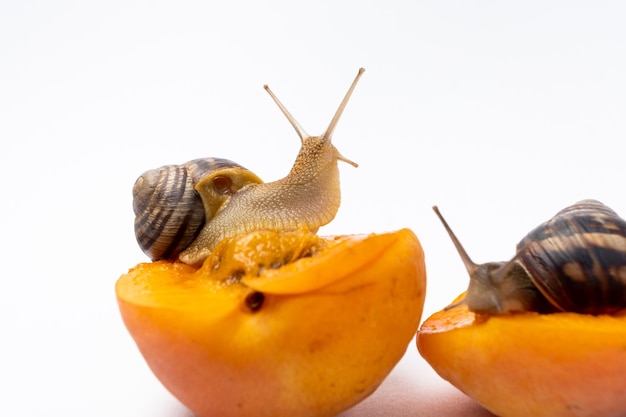 Twee grote druiventuinslakken Helix pomatia zitten op abrikozen en eten