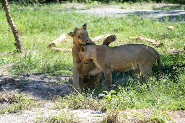 Twee grote leeuwen in de natuur Wilde Afrikaanse dieren