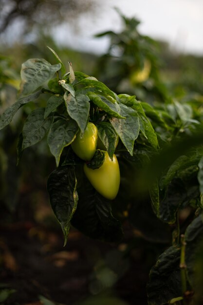 Foto twee grote rijpe groene paprika's op een struik in een moestuin op buiten in de zomer