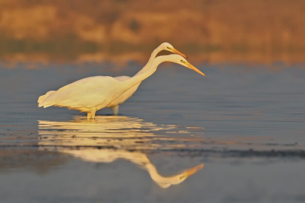 Twee grote witte reigers vissen in kalm water in het zachte ochtendlicht op vaag van de verre kust