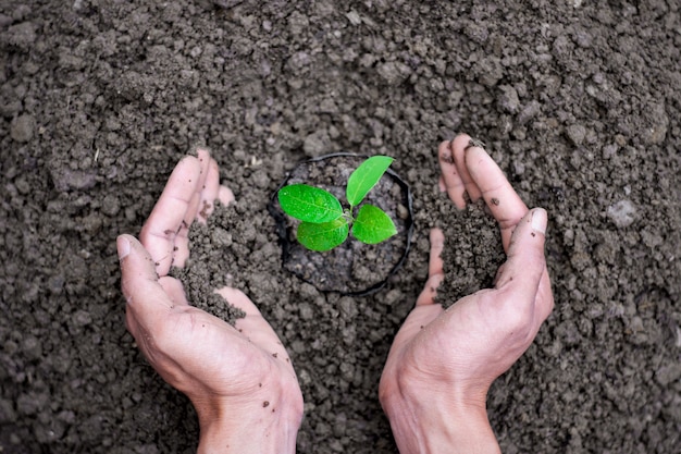 Twee handen van mannen die zaailingen in de grond planten.