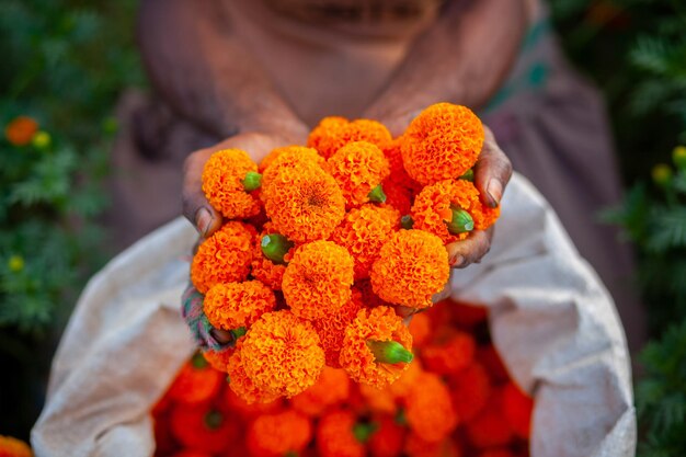 Twee handvol oranje goudsbloembloemen weergeven Een bloemenboer die goudsbloembloemen verzamelt