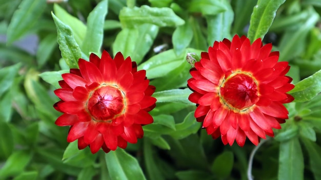 Twee heldere rode bloemen close-up op een groene achtergrond. Rode kamille madeliefje. Mooie bloemen