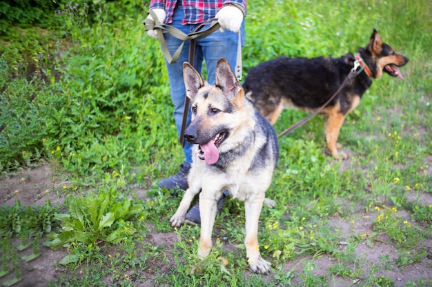 Twee herdershonden die zich dichtbij menselijke benen bevinden, grijze en bruine honden onder groen gras.