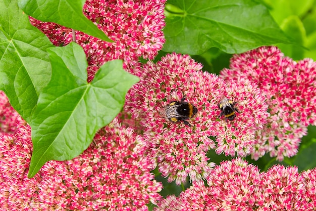 Twee hommels verzamelen nectar van bloemen. Selectieve aandacht