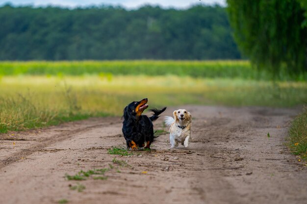 Twee honden die buiten spelen Boven kijken en vooruit rennen Natuur achtergrond Kleine rassen