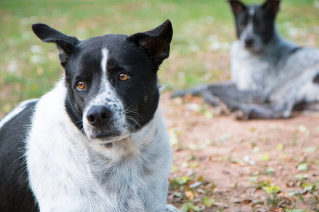 Twee honden die op de grond leggen