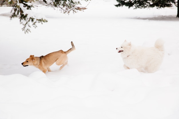 Twee honden die op de sneeuw in het bos lopen. Honden spelen