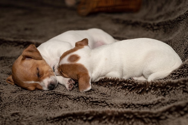 Twee honden die slapen.