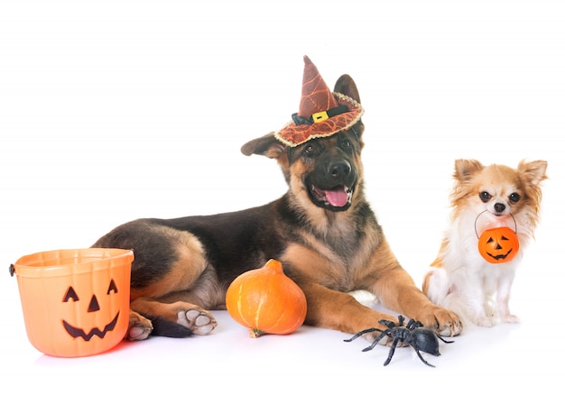 twee honden en halloween