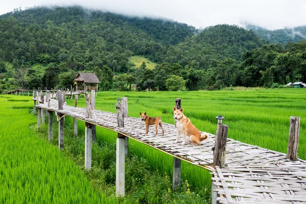 twee honden en handgemaakte bamboe brug. Uitgebreid naar de stepping field rijst van Thailand.