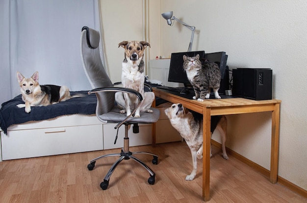 Twee honden en kat in woonkamer