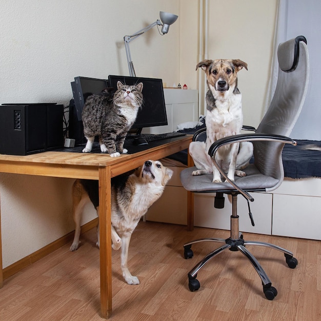 Twee honden en kat in woonkamer