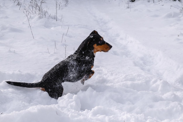 Twee honden in de sneeuw in de winter